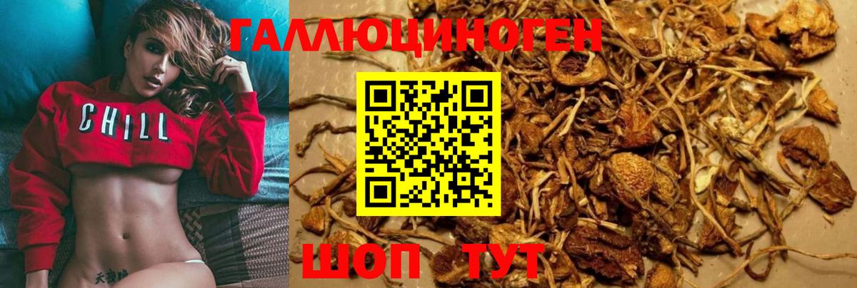 Псилоцибиновые грибы мицелий Екатеринбург